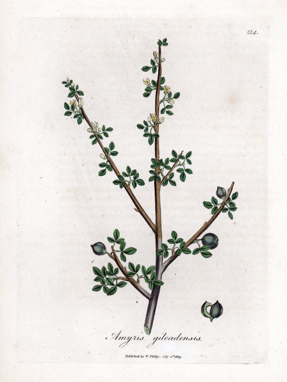 Bálsamo de la Meca o Bálsamo de Galaad - Bálsamo de la Meca, Commiphora gileadensis. Grabado en cobre coloreado a mano de una ilustración botánica de James Sowerby extraída de "Medical Botany" de William Woodville y Sir William Jackson Hooker, John Bohn, L de James Sowerby