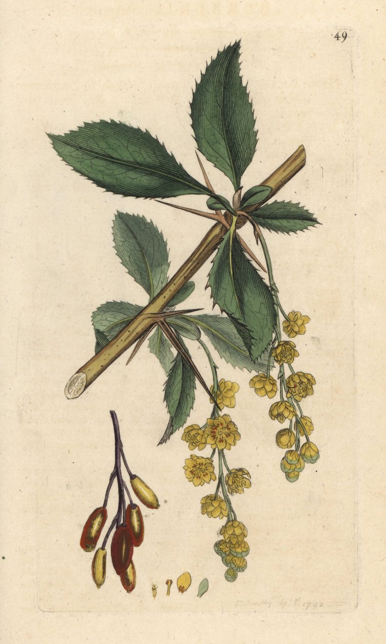 Agracejo, Berberis vulgaris (Vinettier or l¿spine-barberry) Grabado en cobre coloreado a mano según una ilustración de James Sowerby de James Smith