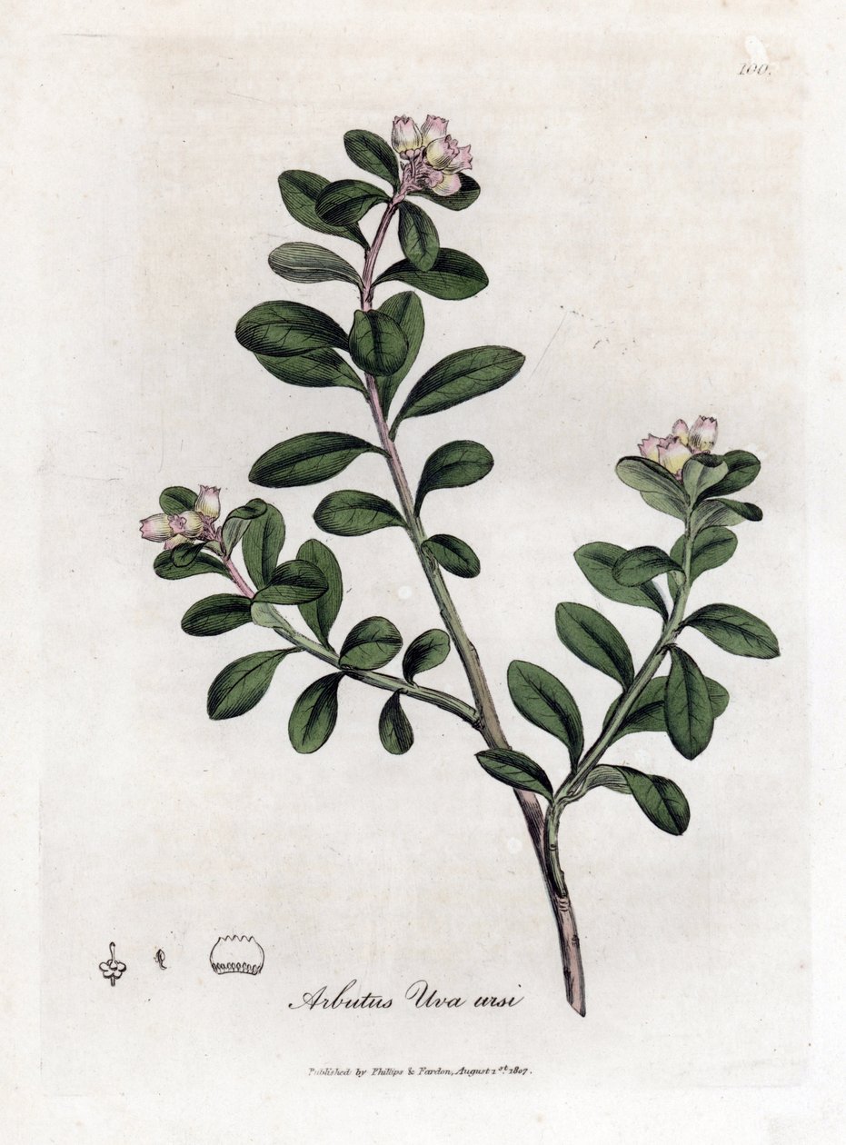 Uva de oso o gayuba - Arbutus rastrero o gayuba, Arctostaphylos uva-ursi. Grabado en cobre coloreado a mano de una ilustración botánica de James Sowerby extraída de "Medical Botany" de William Woodville y Sir William Jackson Hooker, John Bohn, Londres. de James Sowerby