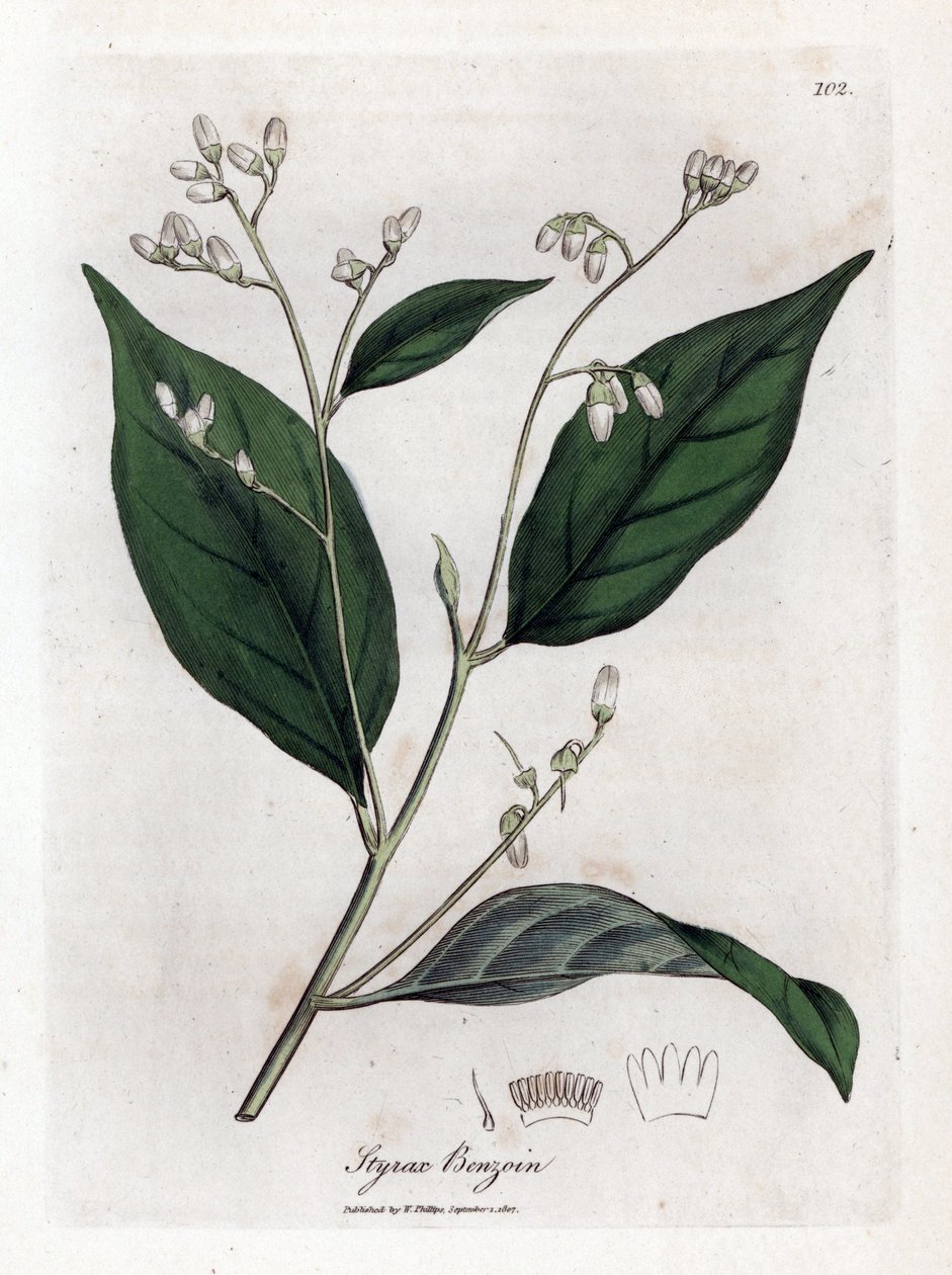 Benjuí - Árbol benjuí, Styrax benzoin. Grabado en cobre coloreado a mano a partir de una ilustración botánica de James Sowerby de "Botánica Médica" de William Woodville y Sir William Jackson Hooker, John Bohn, Londres. de James Sowerby