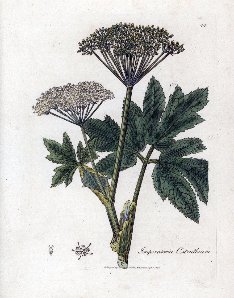 Benjuí o Imperatoria - Hierba maestra común, Imperatoria ostruthium. Grabado en cobre coloreado a mano de una ilustración botánica de James Sowerby extraída de "Medical Botany" de William Woodville y Sir William Jackson Hooker, John Bohn, Londres. de James Sowerby