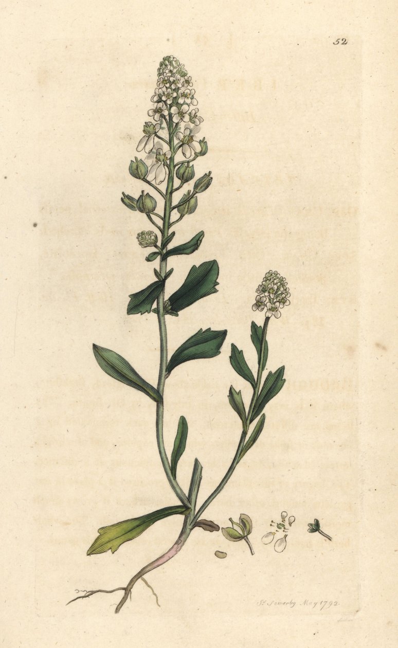 Iberis amara. Grabado en cobre coloreado a mano según una ilustración de James Sowerby de James Smith
