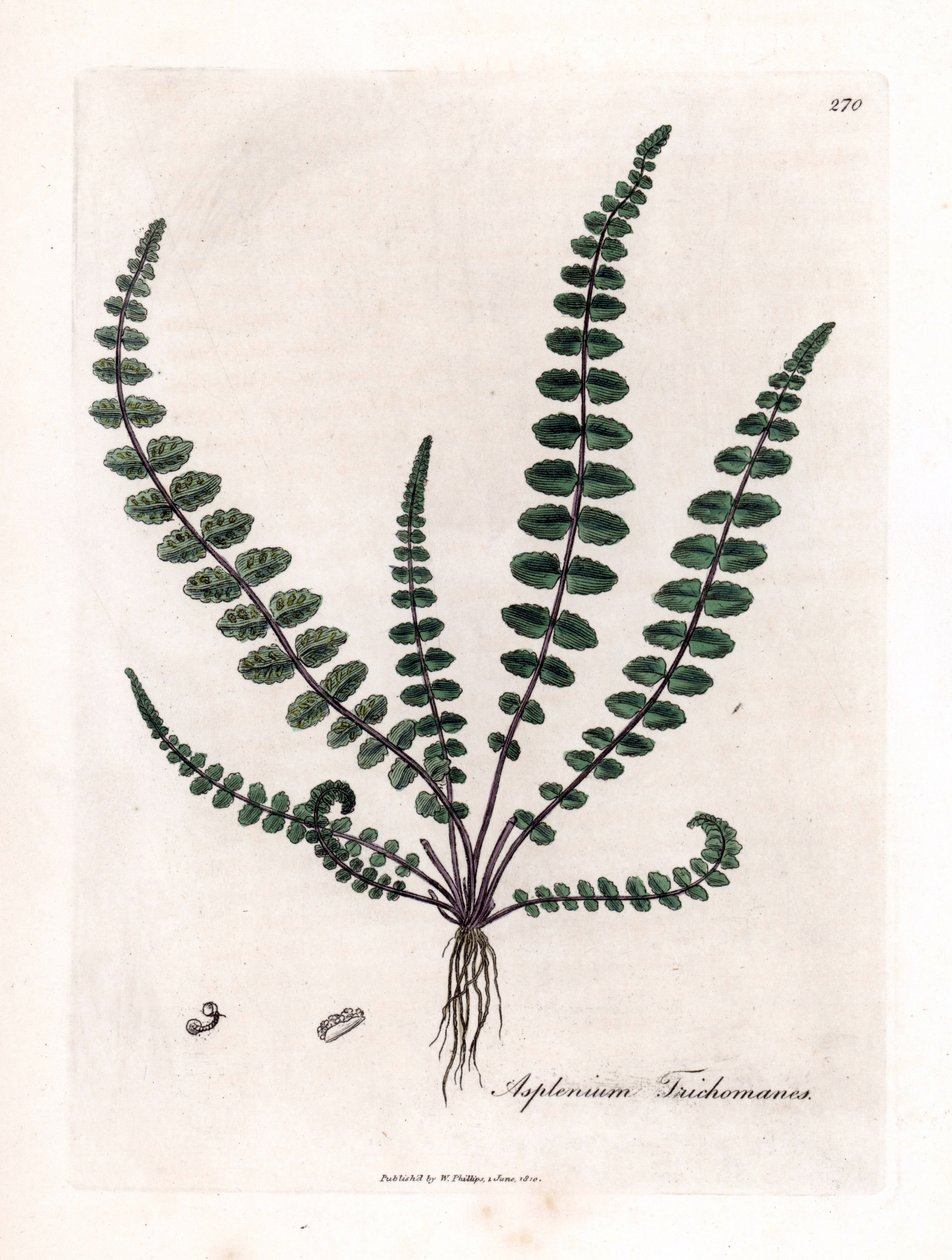 Doradilla negra o falso capilar (helecho) - Helecho común del cabello de doncella o spleenwort, Asplenium trichomanes. Grabado en cobre coloreado a mano de una ilustración botánica de James Sowerby de la obra de William Woodville y Sir William Jackson Hook de James Sowerby