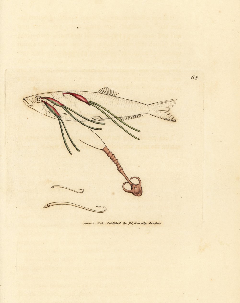 Copépodo parásito que se alimenta de sangre en un ojo de buey, Lernaeenicus sprattae (Lernaea sprattae). Y otro extraño gusano encontrado en una concha de ostra. Grabado en cobre coloreado a mano por James Sowerby de The British Miscellany, or Coloured fig de James Sowerby