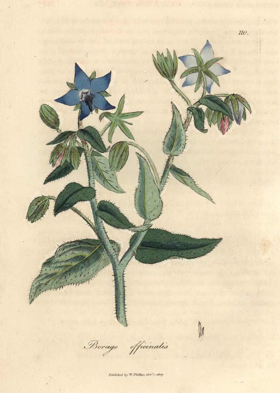 Borraja de flor azul, Borago officinalis de James Sowerby