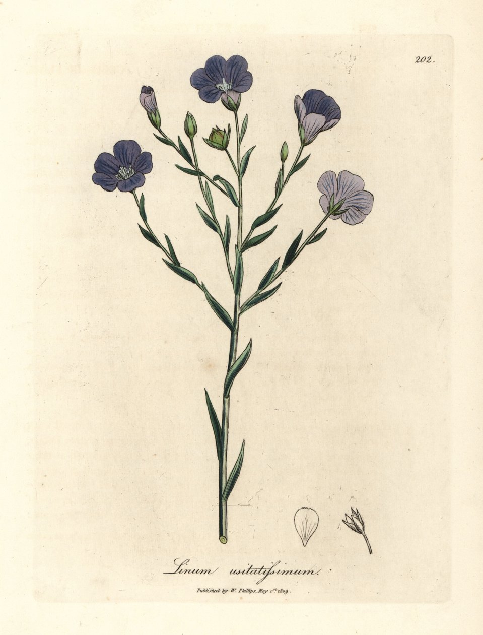 Lino de flor azul, Linum usitatissimum de James Sowerby
