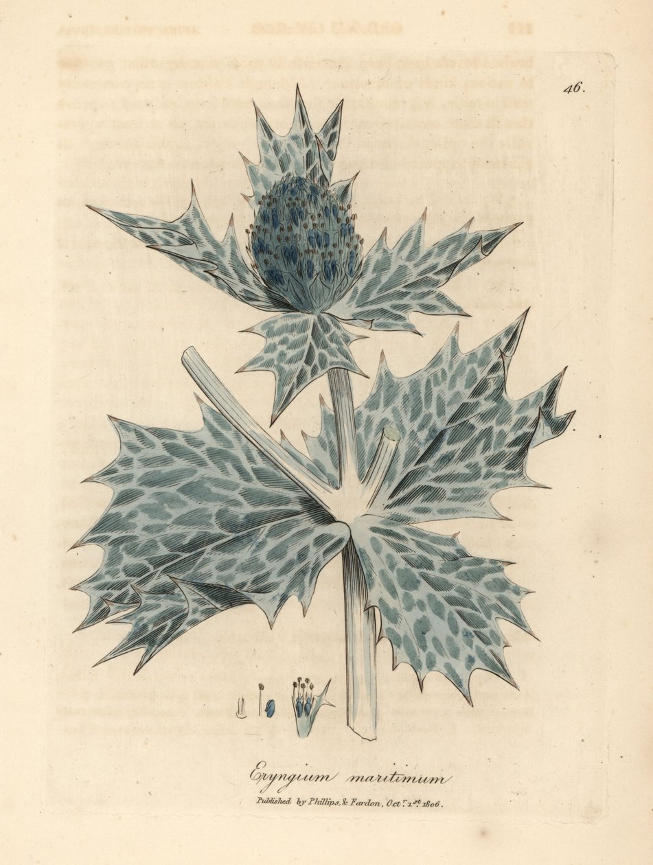 Eryngium maritinum, acebo de mar o eryngo de flor azul de James Sowerby