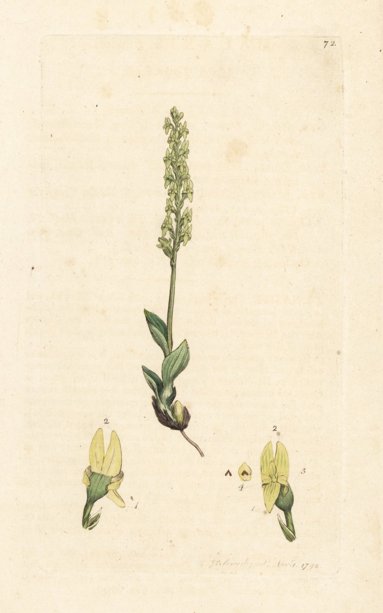 Orquídea de los pantanos, Hammarbya paludosa (Marsh tway-blade, Malaxis paludosa). Grabado en cobre coloreado a mano según una ilustración de James Sowerby de James Smith