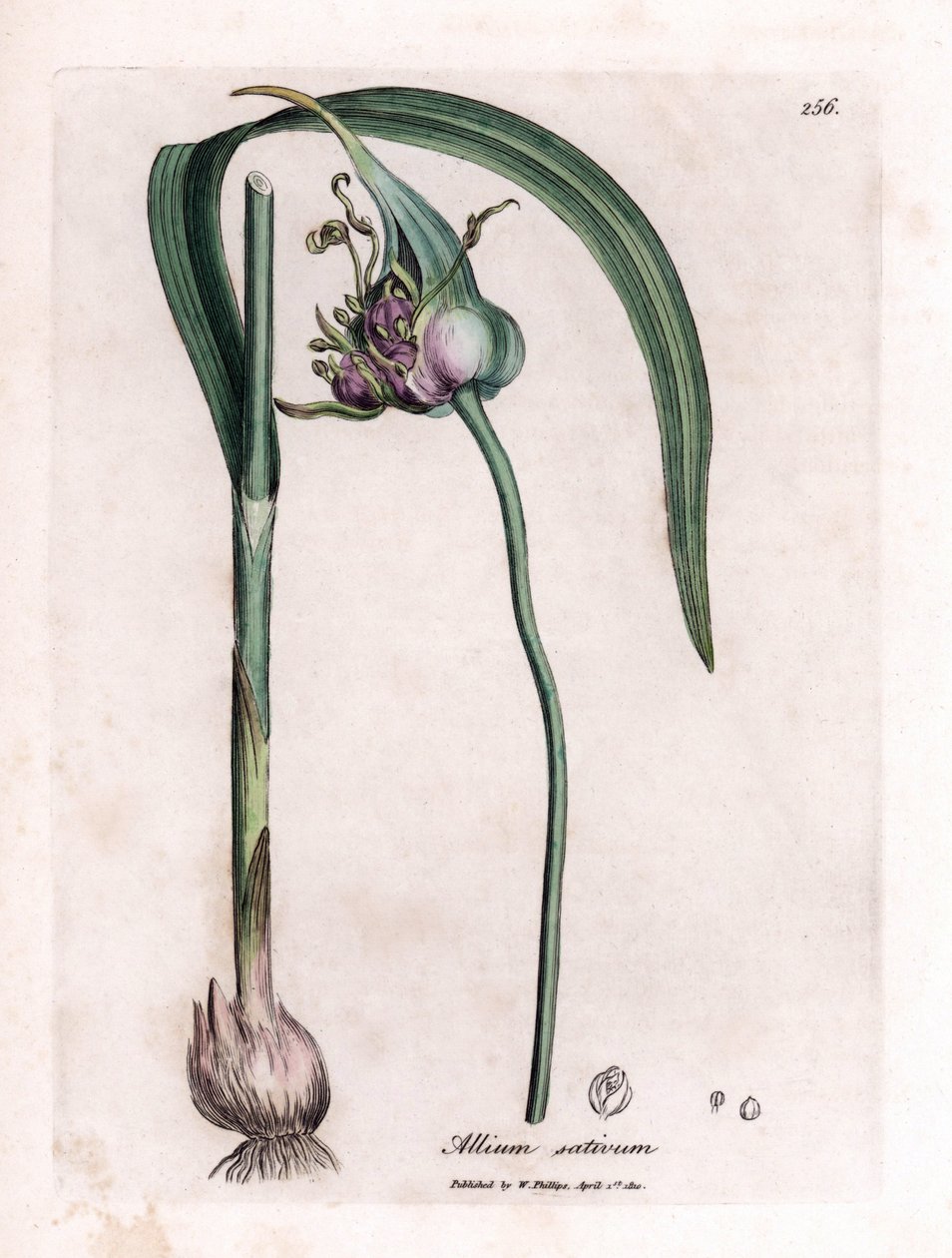 Tablero botánico: Cultivo del ajo (Allium sativum) mostrando bulbo, hojas y flores moradas. Grabado en cobre coloreado a mano a partir de una ilustración de James Sowerby. Extracto del libro de William Woodville y Sir William Jackson Hooker "Botanique medi de James Sowerby