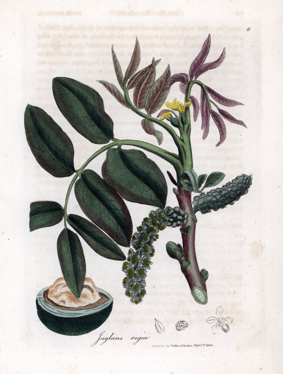 Tabla botánica: hojas, plantas y fruto del nogal Hojas, flor amarilla y nuez del nogal común, Juglans regia. Grabado en cobre coloreado a mano a partir de una ilustración botánica de James Sowerby de William Woodville y Sir William Jackson Hooker