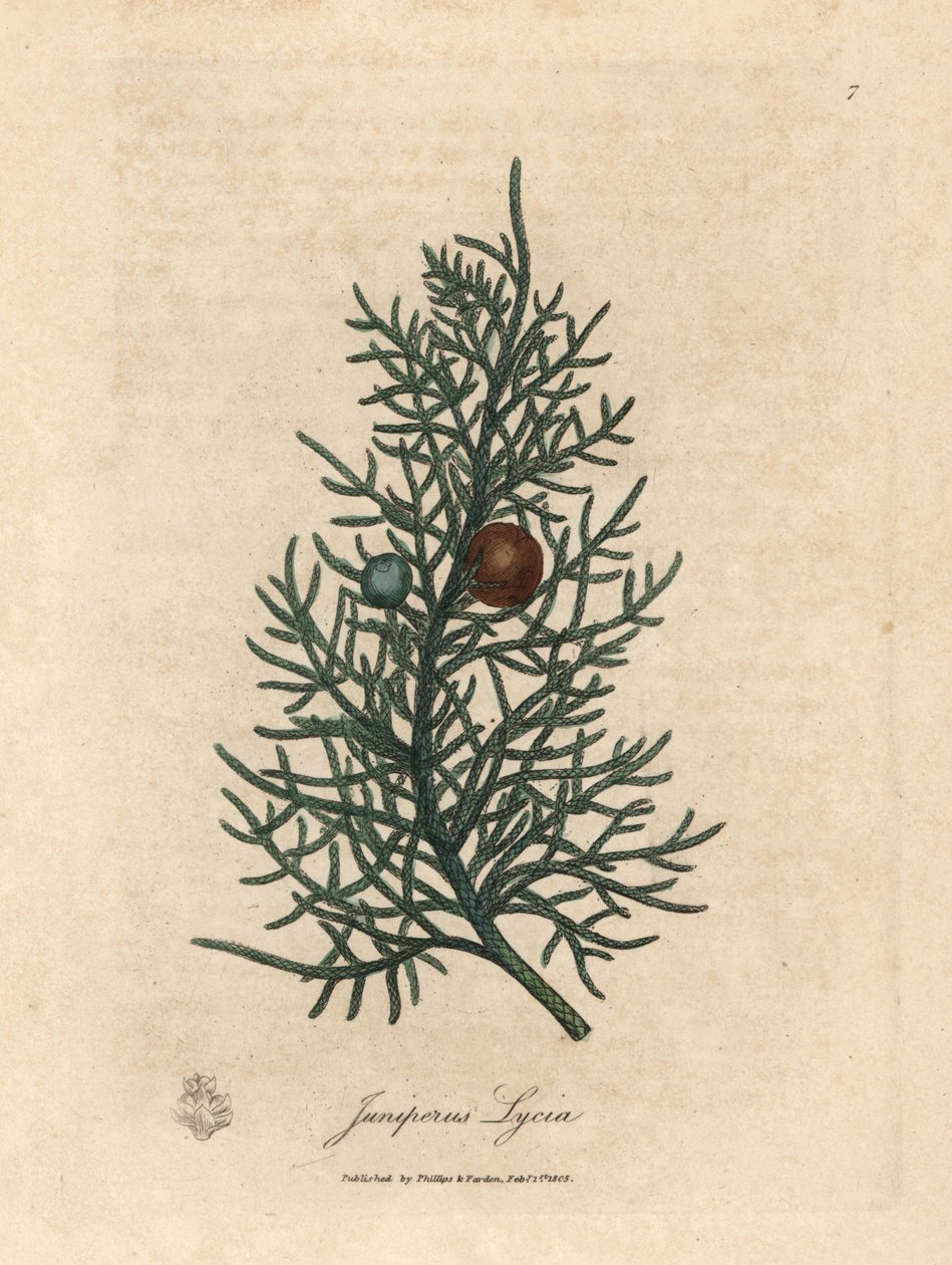 Rama y bayas del cedro, Juniperus lycia de James Sowerby