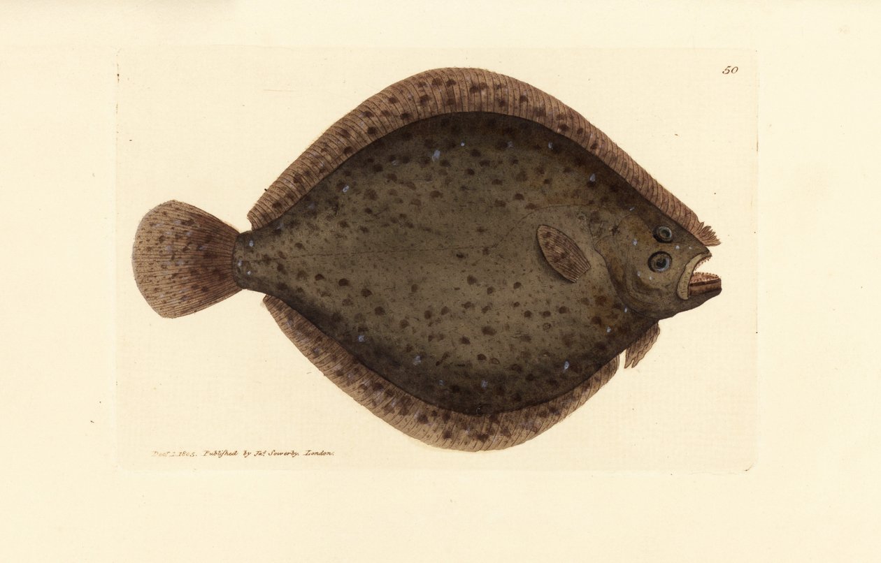 Pez milano, Scophthalmus rhombus (Pleuronectes rhombus). Grabado en cobre coloreado a mano por James Sowerby de The British Miscellany, or Coloured figures of new, rare, or little known animal subjects. de James Sowerby