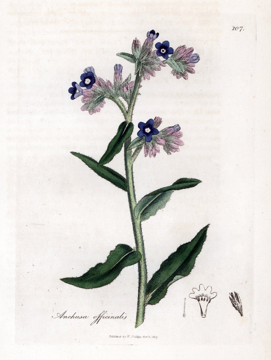 Bugloss officinale - Bugloss, Anchusa officinalis. Grabado en cobre coloreado a mano de una ilustración botánica de James Sowerby extraída de "Medical Botany" de William Woodville y Sir William Jackson Hooker, John Bohn, Londres. de James Sowerby