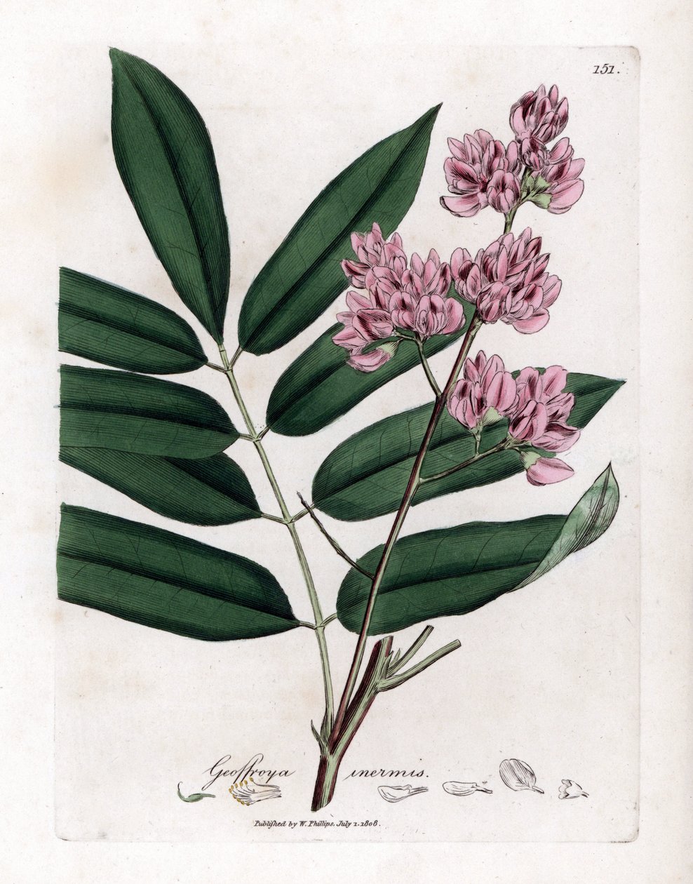Árbol de la col o corteza de col - Árbol de la col, Andira inermis. Grabado en cobre coloreado a mano de una ilustración botánica de James Sowerby de la obra "Medical Botany" de William Woodville y Sir William Jackson Hooker, John Bohn, Londres. de James Sowerby