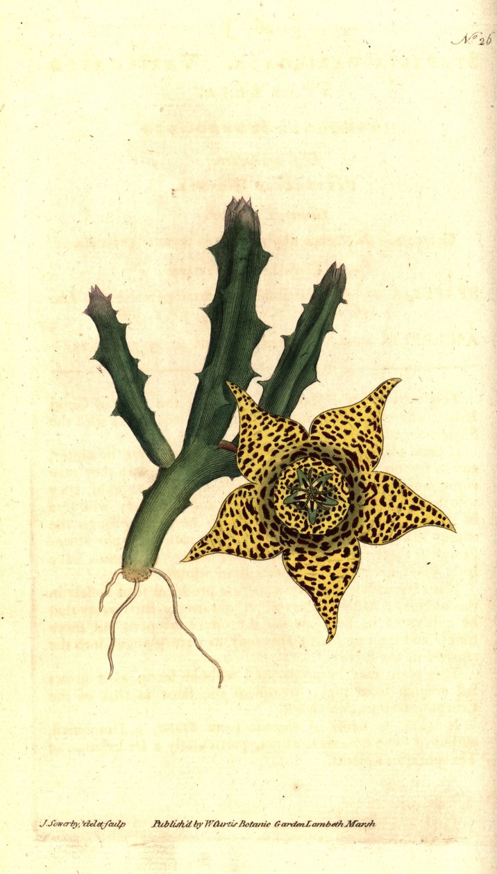 Cactus almidón - Orbea variegata (Estapelia variegada, Stapelia variegata). Grabado en cobre coloreado a mano e ilustración botánica de James Sowerby de The Botanical Magazine de William Curtis, Lambeth Marsh, Londres. de James Sowerby