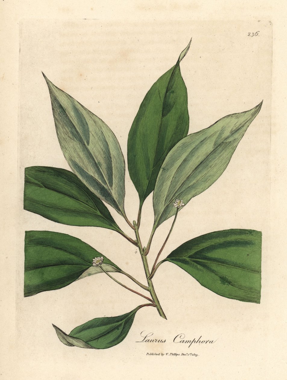 Alcanforero, Laurus camphora de James Sowerby