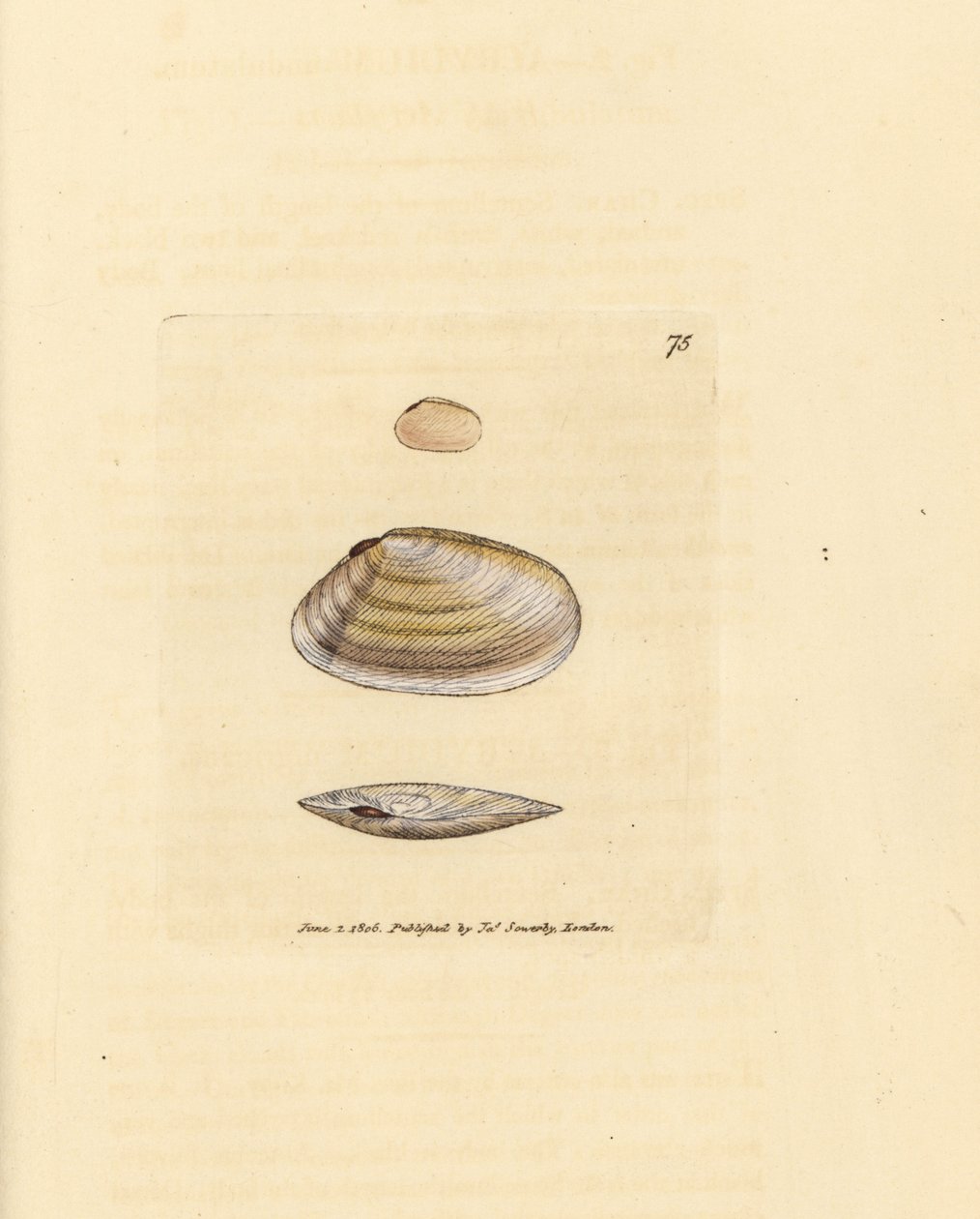 Concha de tellina palo de caramelo, Tellina similis. Grabado en cobre coloreado a mano por James Sowerby de The British Miscellany, or Coloured figures of new, rare, or little known animal subjects. de James Sowerby