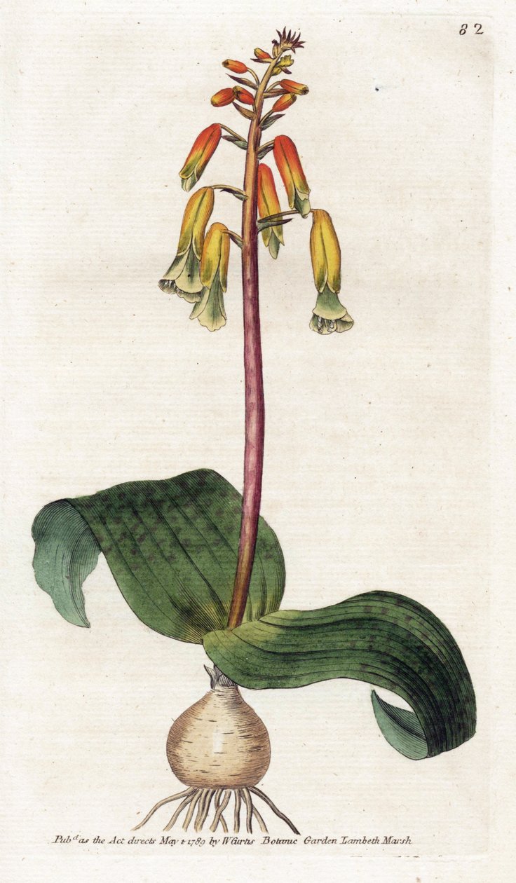 Cuco de Ciudad del Cabo - Litografía de James Sowerby (1757-1822), lámina de la Revista Botánica de William Curtis (1746-1799) de James Sowerby
