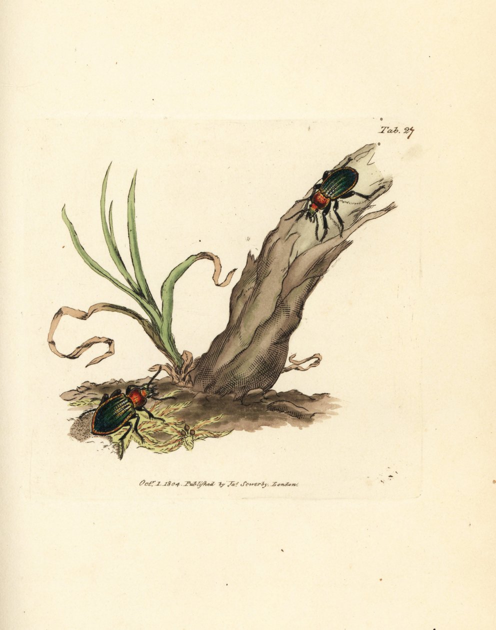 Escarabajo Carabus nitens. Grabado en cobre coloreado a mano por James Sowerby de The British Miscellany, or Coloured figures of new, rare, or little known animal subjects. de James Sowerby