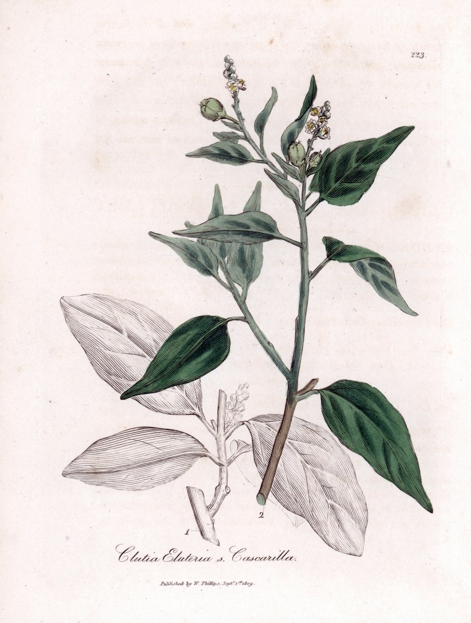 Cascarille officinale o madera de quinquina blanda o falsa - Cascarilla, Croton (Clutia) eluteria. Grabado en cobre coloreado a mano a partir de una ilustración botánica de James Sowerby de la obra "Botánica Médica" de William Woodville y Sir William Jacks de James Sowerby