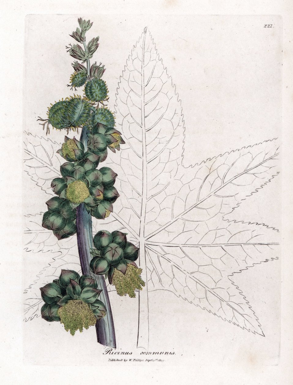 Ricino - Planta del aceite de ricino, Ricinus communis. Grabado en cobre coloreado a mano de una ilustración botánica de James Sowerby extraída de la obra de William Woodville y Sir William Jackson Hooker "Medical Botany", John Bohn, Londres. de James Sowerby