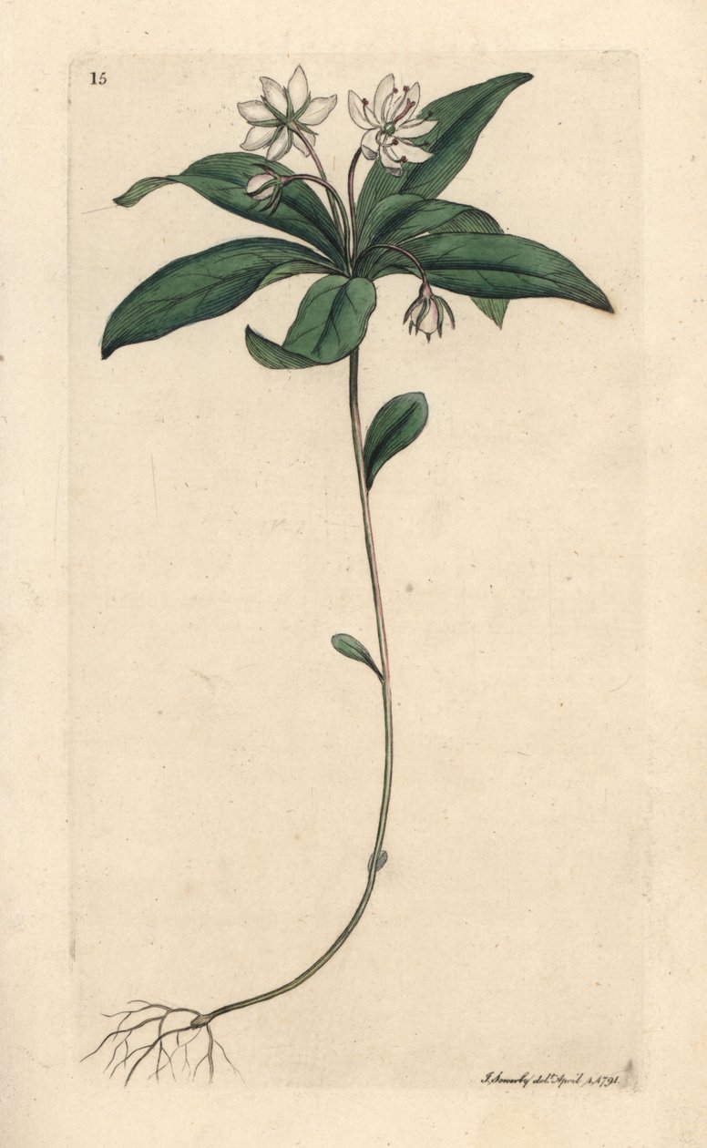 Lysimachia europaea (Trientalis europaea) (Trientale d
