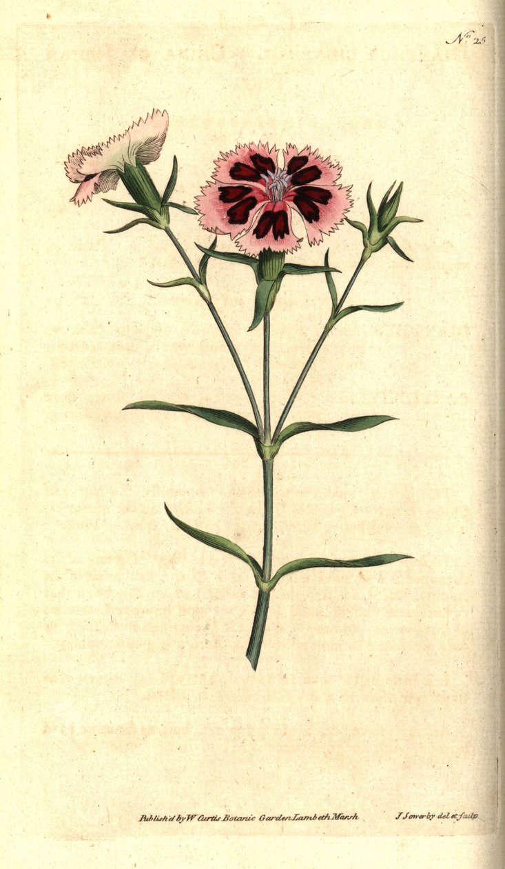 Clavel de China - Rosa de China o rosa de la India, Dianthus chinensis. Grabado en cobre coloreado a mano e ilustración botánica de James Sowerby de The Botanical Magazine de William Curtis, Lambeth Marsh, Londres. de James Sowerby