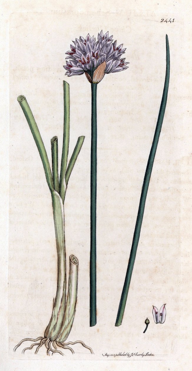 Cebollino (Allium schoenoprasum). Grabado en cobre coloreado a mano de una ilustración botánica de James Sowerby para el libro de James Smith "English botanical" (1790-1814). El incansable Sowerby (1757-1822) dibujó más de 2500 plantas para el mamut de Smi de James Sowerby