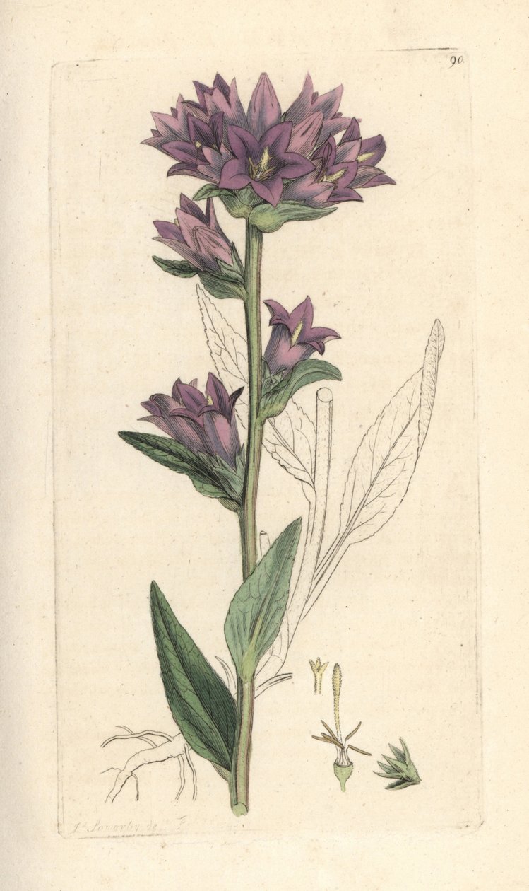 Campanula glomerata (Campanule agglomeree) Grabado en cobre coloreado a mano según una ilustración de James Sowerby de James Smith