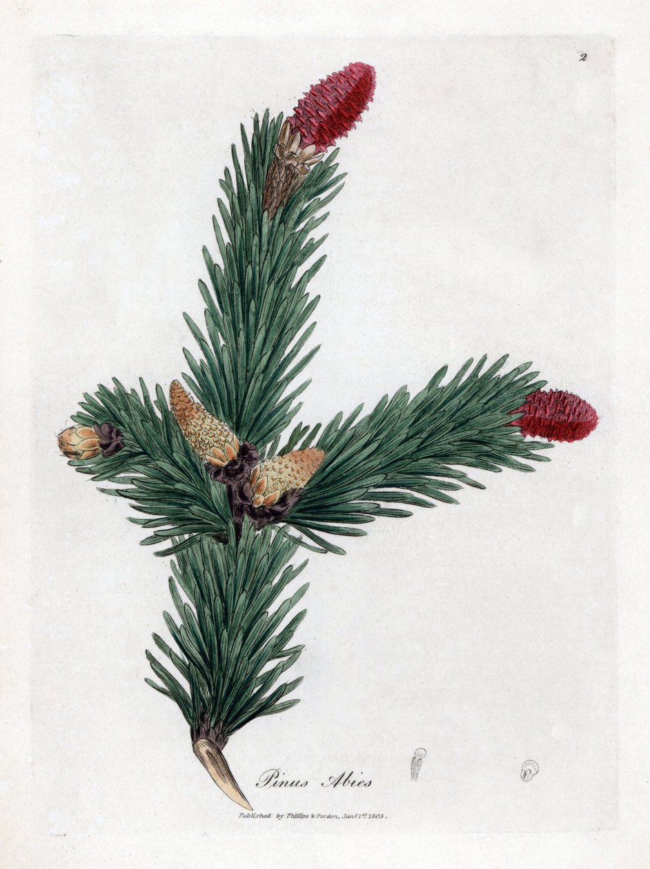 Epicea común - pícea, Pinus abies. Grabado en cobre coloreado a mano a partir de una ilustración botánica de James Sowerby de "Medical Botany" de William Woodville y Sir William Jackson Hooker, John Bohn, Londres. de James Sowerby