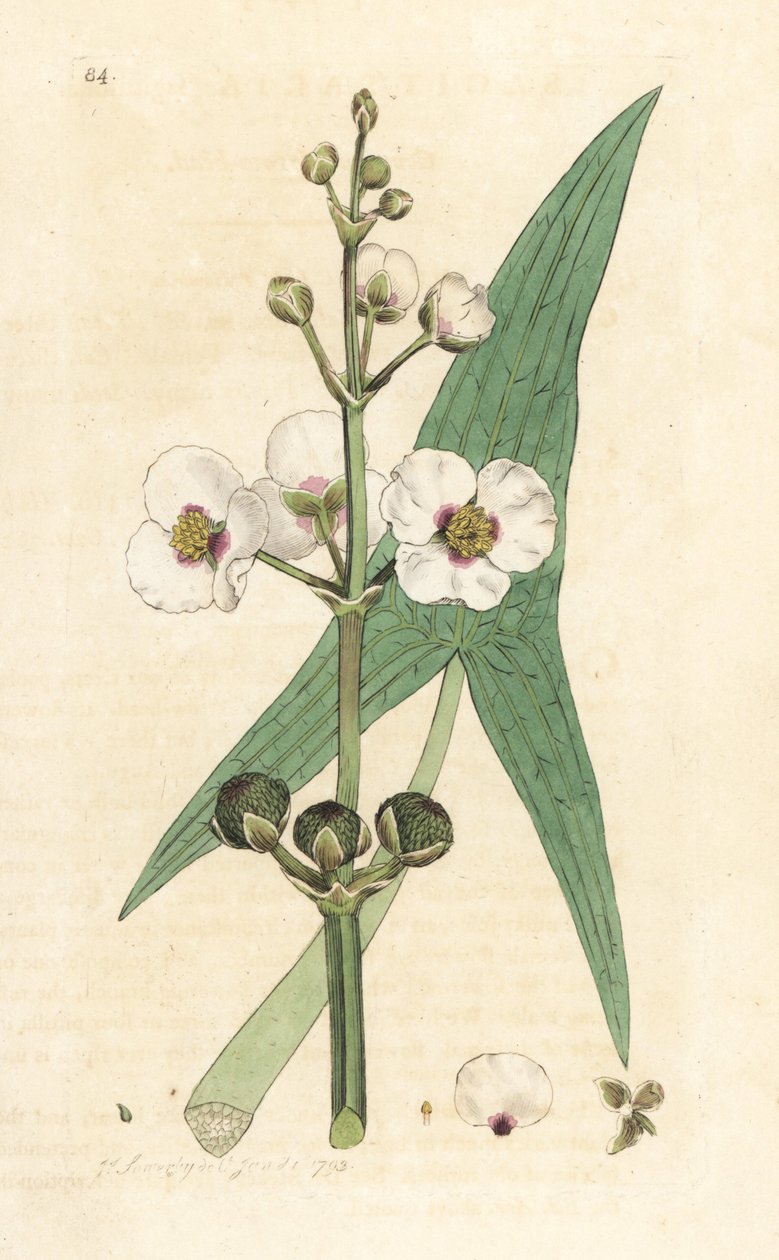 Sagittaria sagittifolia (sagitario) Grabado en cobre coloreado a mano según una ilustración de James Sowerby de James Smith