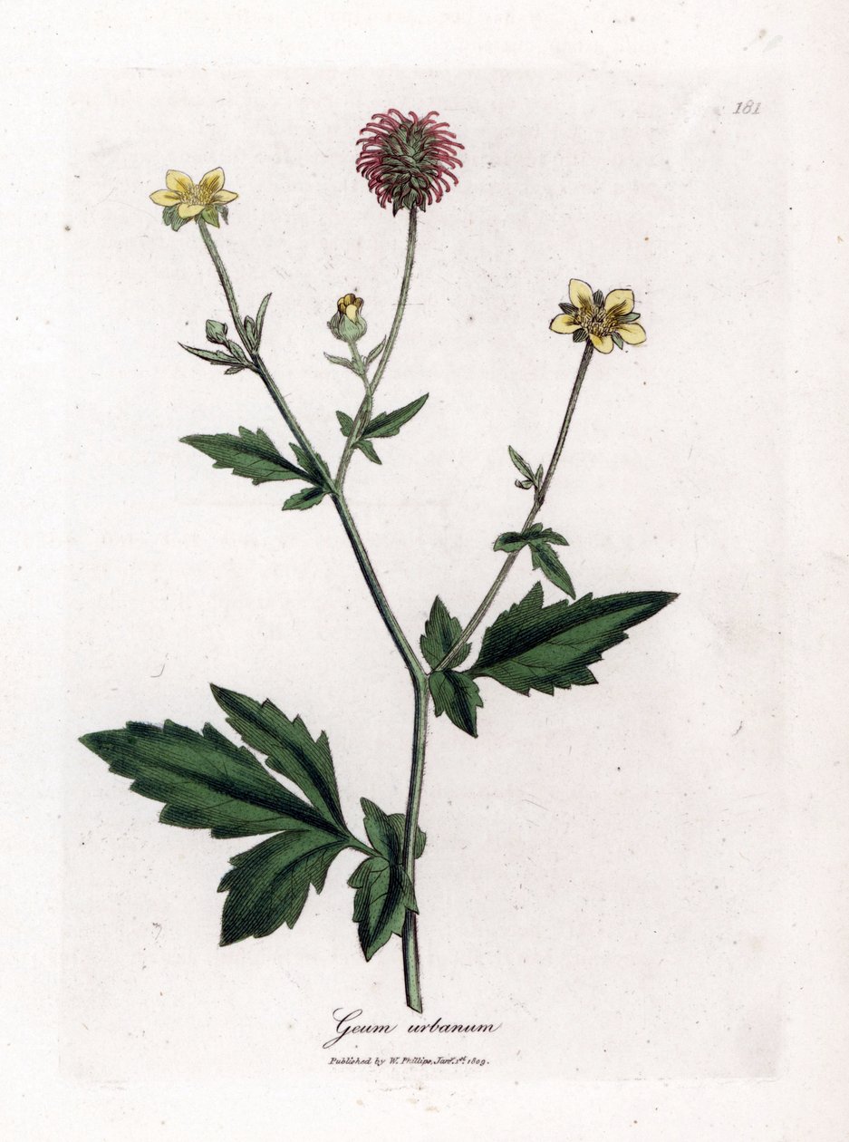 Benoite común o hierba de San Benoit - Wood avens, Geum urbanum. Grabado en cobre coloreado a mano de una ilustración botánica de James Sowerby de la obra de William Woodville y Sir William Jackson Hooker "Medical Botany", John Bohn, Londres. de James Sowerby