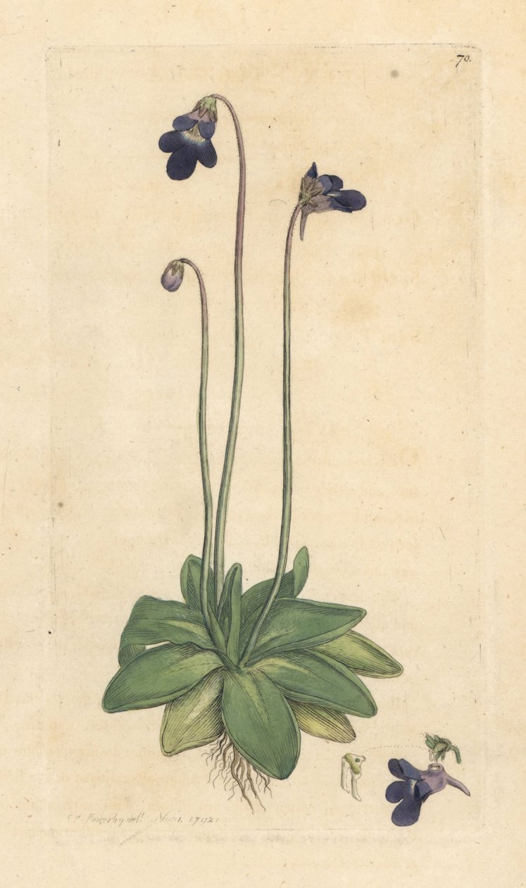 Pinguicula vulgaris (grassette) Grabado en cobre coloreado a mano según una ilustración de James Sowerby de James Smith