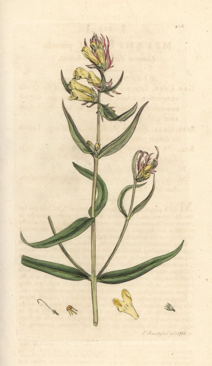 Common cowwheat, Melampyrum pratense (Melampyre des pres, Wood millet, Cochelet, Yellow savory) Grabado en cobre coloreado a mano según una ilustración de James Sowerby de James Smith