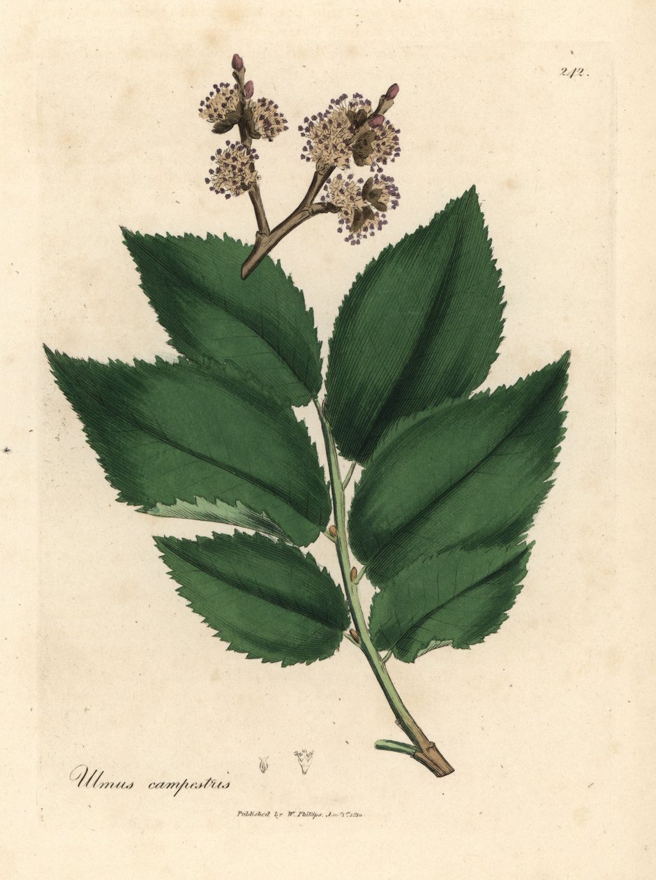 Olmo común, Ulmus campestris de James Sowerby