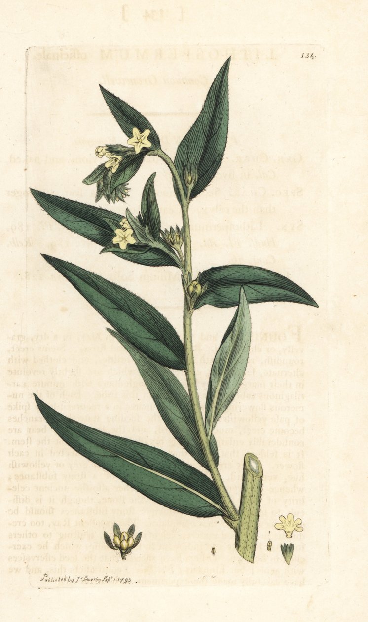 Lithospermum officinale (Gremil officinal) Grabado en cobre coloreado a mano según una ilustración de James Sowerby de James Smith