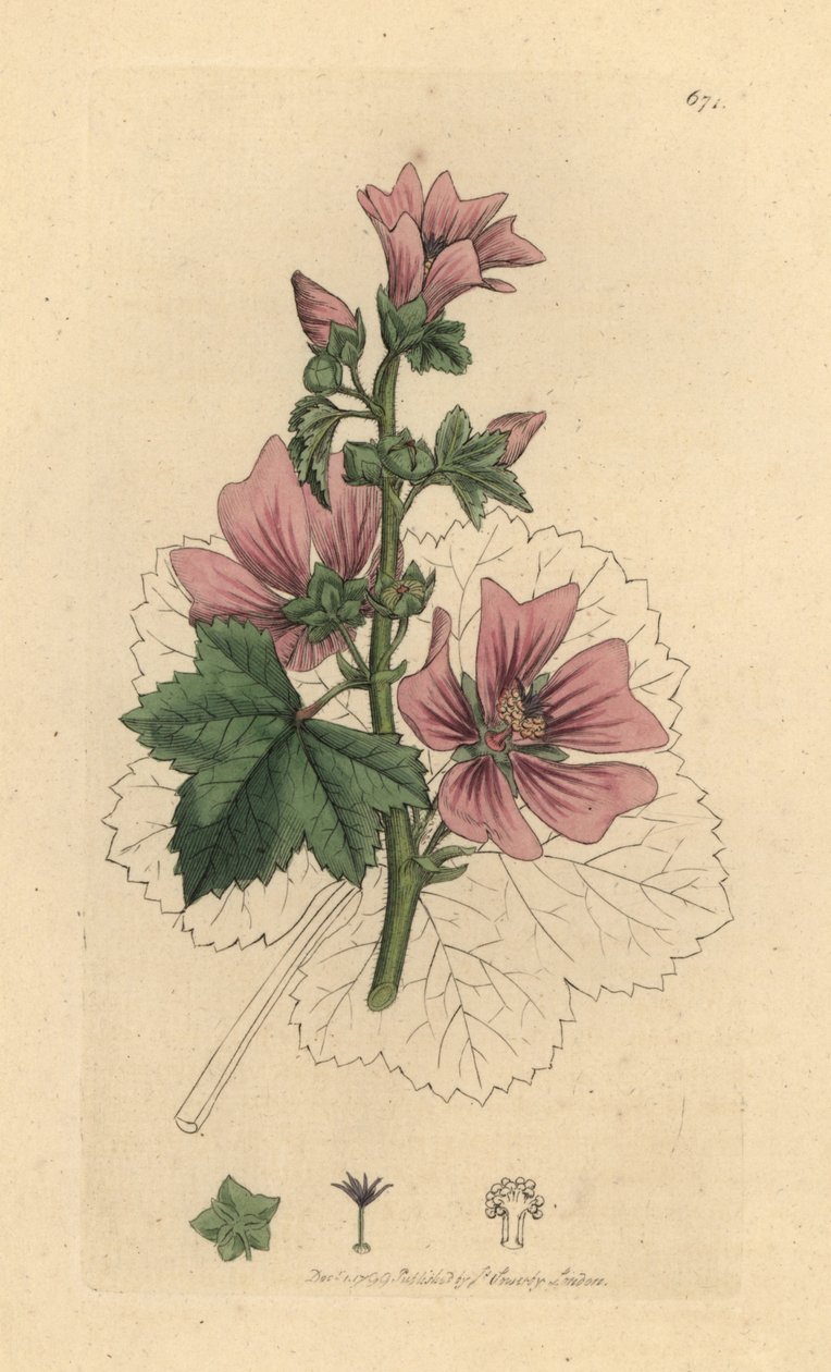 Malva común, Malva sylvestris Grabado en cobre coloreado a mano según un dibujo de James Sowerby para la obra Botánica inglesa de James Smith. de James Sowerby