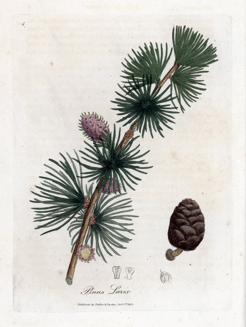 Alerce común o europeo - Alerce europeo, Larix decidua. Grabado en cobre coloreado a mano de una ilustración botánica de James Sowerby de la obra de William Woodville y Sir William Jackson Hooker "Medical Botany", John Bohn, Londres. de James Sowerby