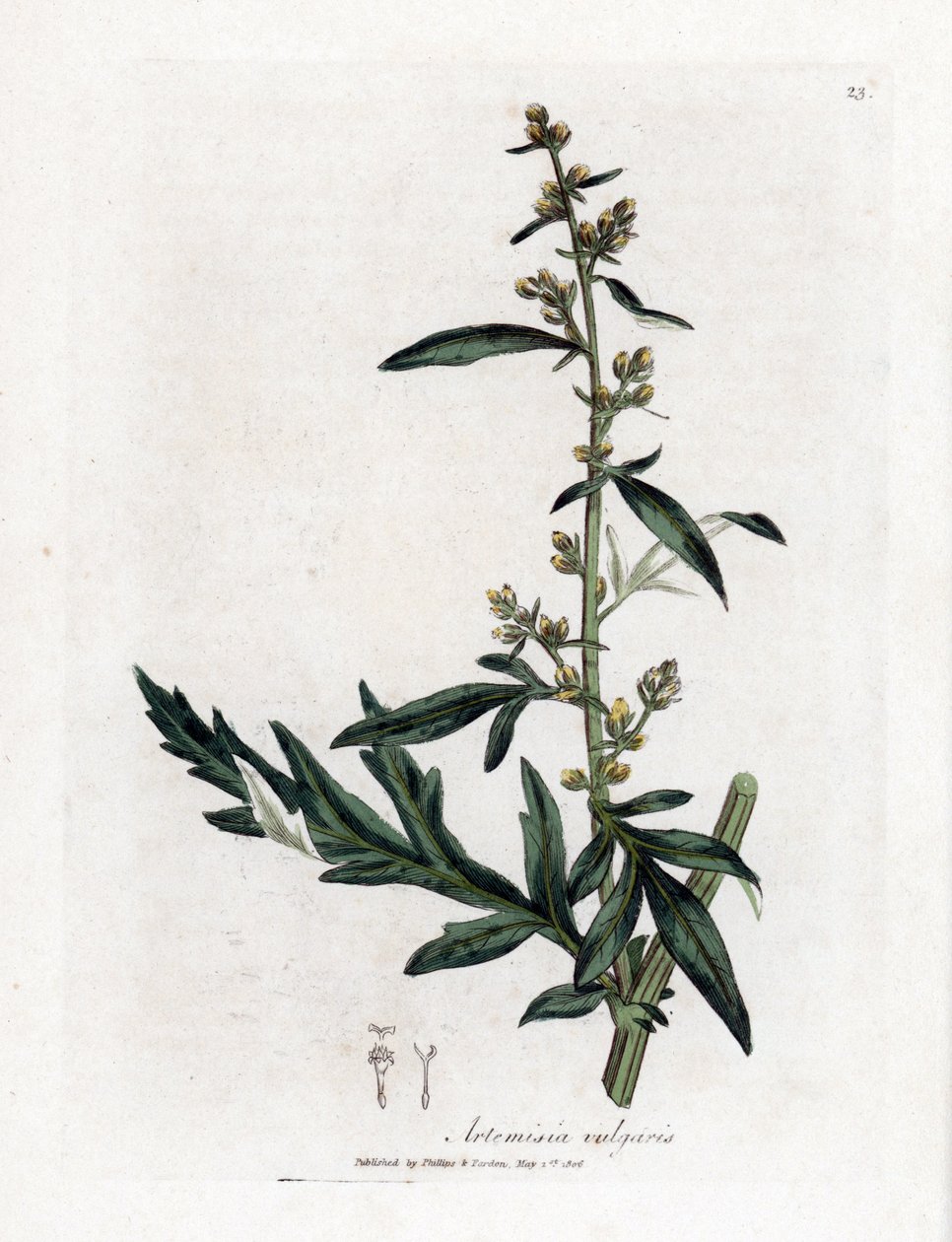 Artemisa común o vulgar - Mugwort, Artemisia vulgaris. Grabado en cobre coloreado a mano de una ilustración botánica de James Sowerby extraída de "Medical Botany" de William Woodville y Sir William Jackson Hooker, John Bohn, Londres. de James Sowerby