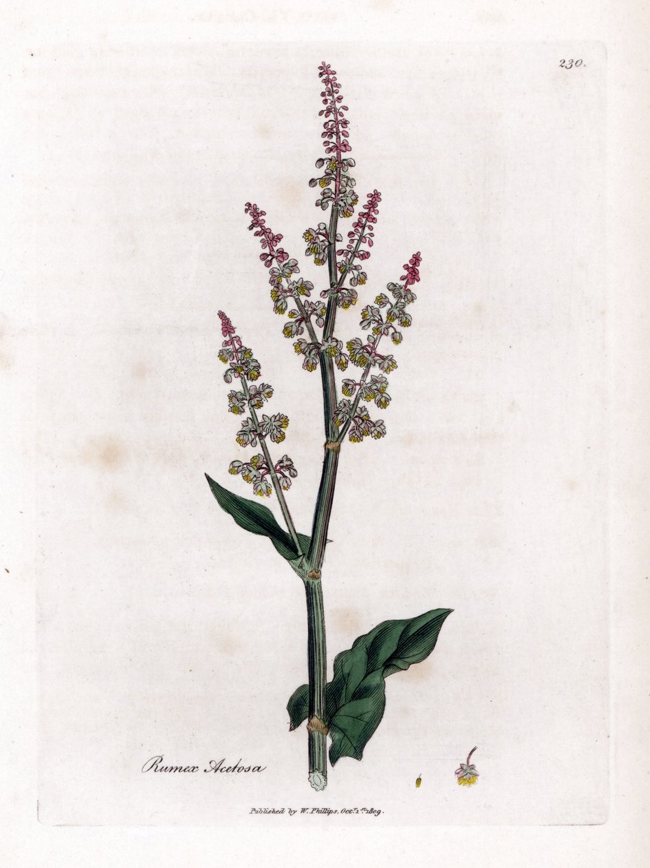 Acedera común o acedera grande - Garden sorrel, Rumex acetosa. Grabado en cobre coloreado a mano de una ilustración botánica de James Sowerby extraída de "Medical Botany" de William Woodville y Sir William Jackson Hooker, John Bohn, Londres. de James Sowerby