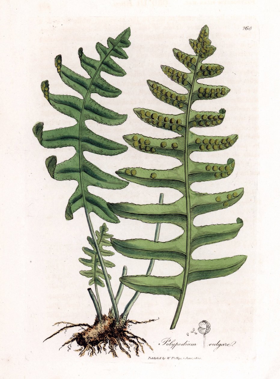 Polipoda común o regaliz de palo (helecho) - Polipodia común, Polypodium vulgare. Grabado en cobre coloreado a mano de una ilustración botánica de James Sowerby de "Botánica Médica" de William Woodville y Sir William Jackson Hooker, John Bohn, Londres. de James Sowerby
