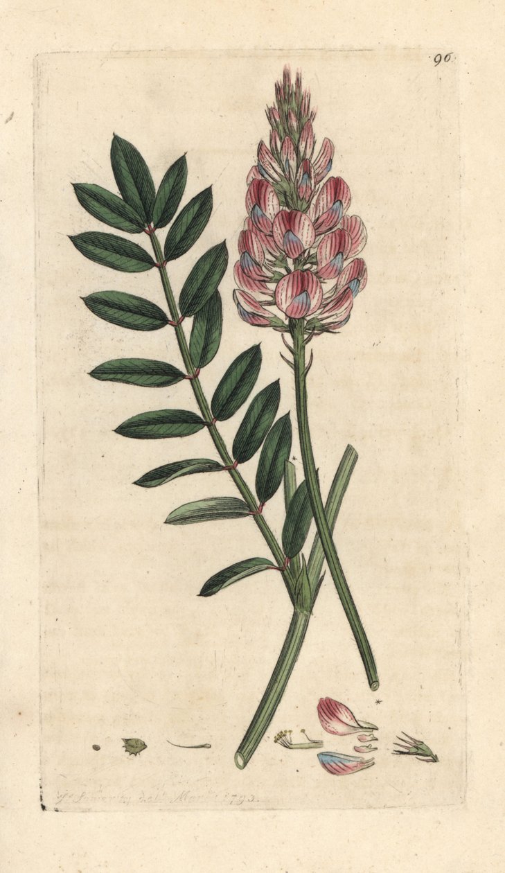 Esparceta común, Onobrychis viciifolia (Hedysarum onobrychis) (Cultivo de esparceta) Grabado en cobre coloreado a mano según una ilustración de James Sowerby de James Smith