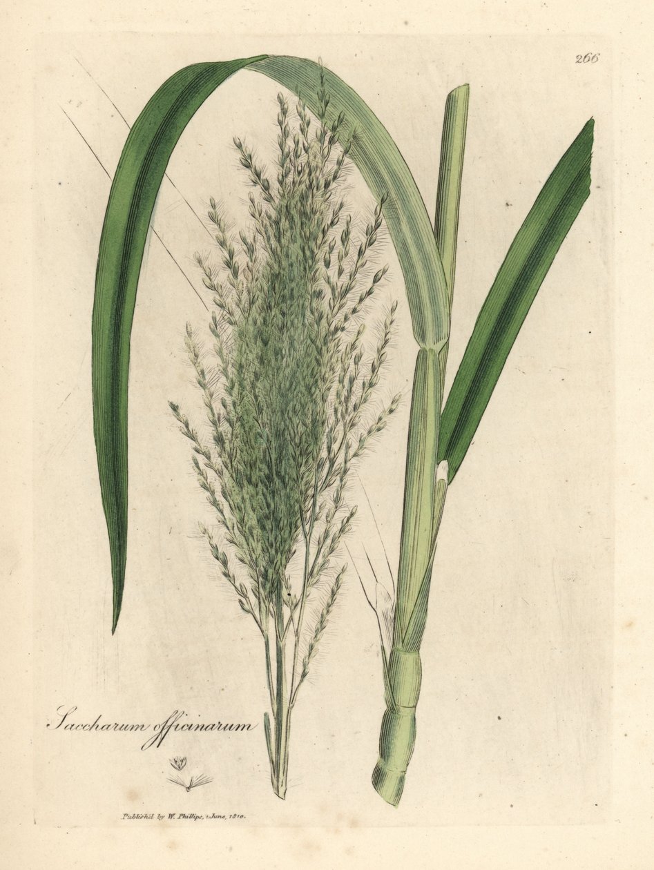Caña de azúcar común, Saccharum officinarum de James Sowerby