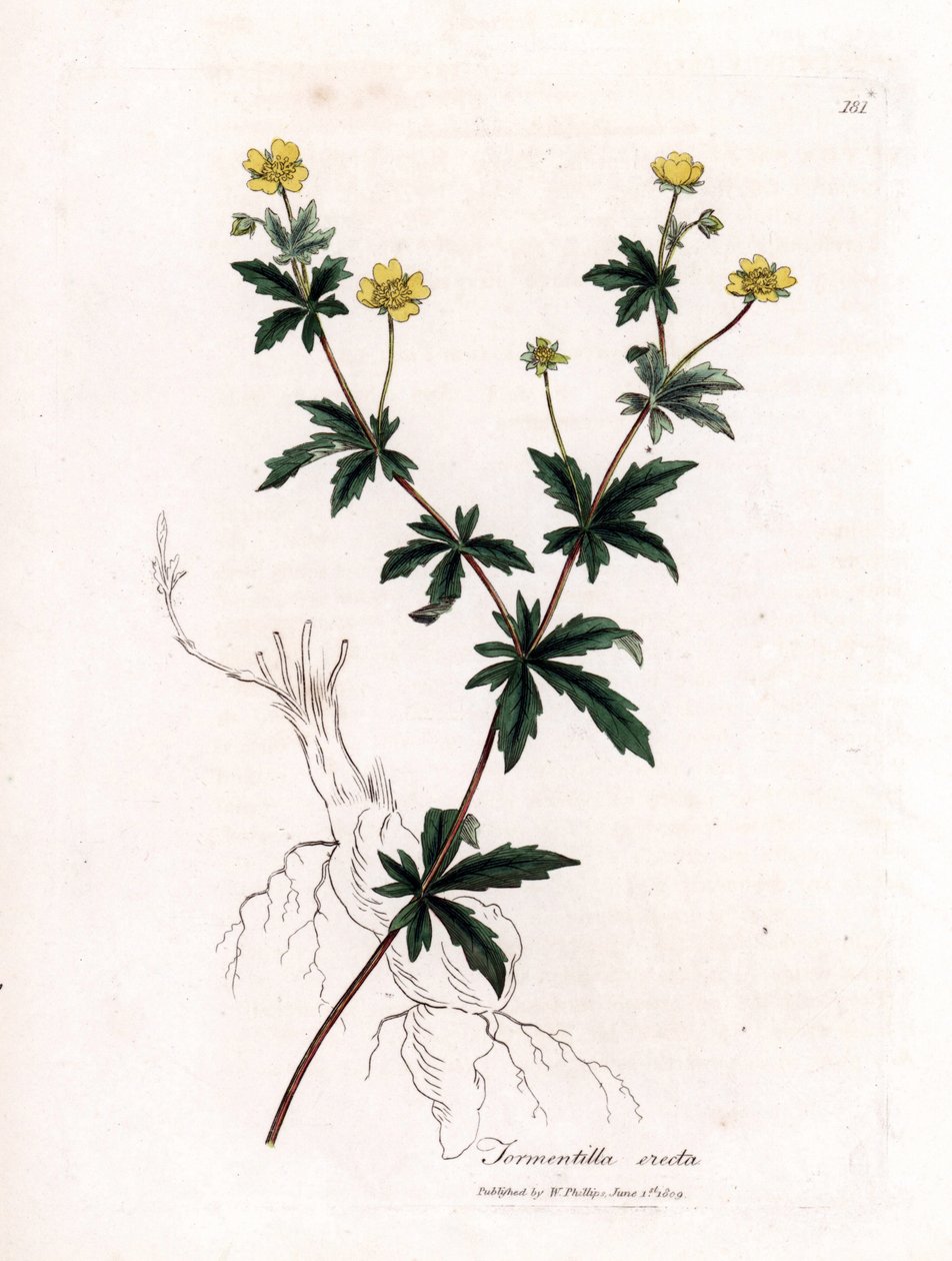 Tormentil común, Potentilla erecta. Grabado en cobre coloreado a mano a partir de una ilustración botánica de James Sowerby de "Medical Botany" de William Woodville y Sir William Jackson Hooker, John Bohn, Londres. de James Sowerby