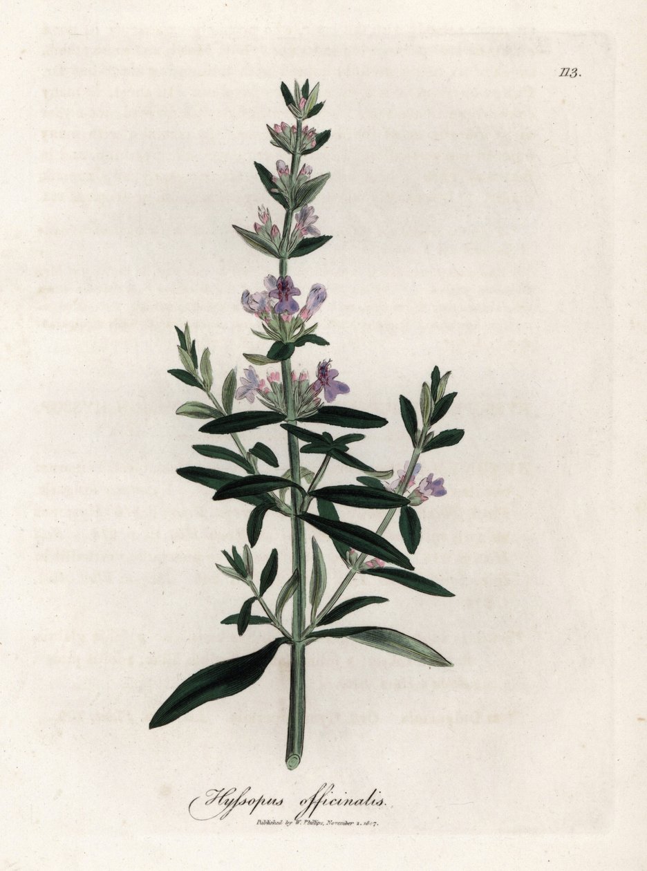 Compendio de hisopo. Grabado en cobre coloreado a mano a partir de un dibujo de James Sowerby (1757-1822), en Botanique Medicinale de James Sowerby
