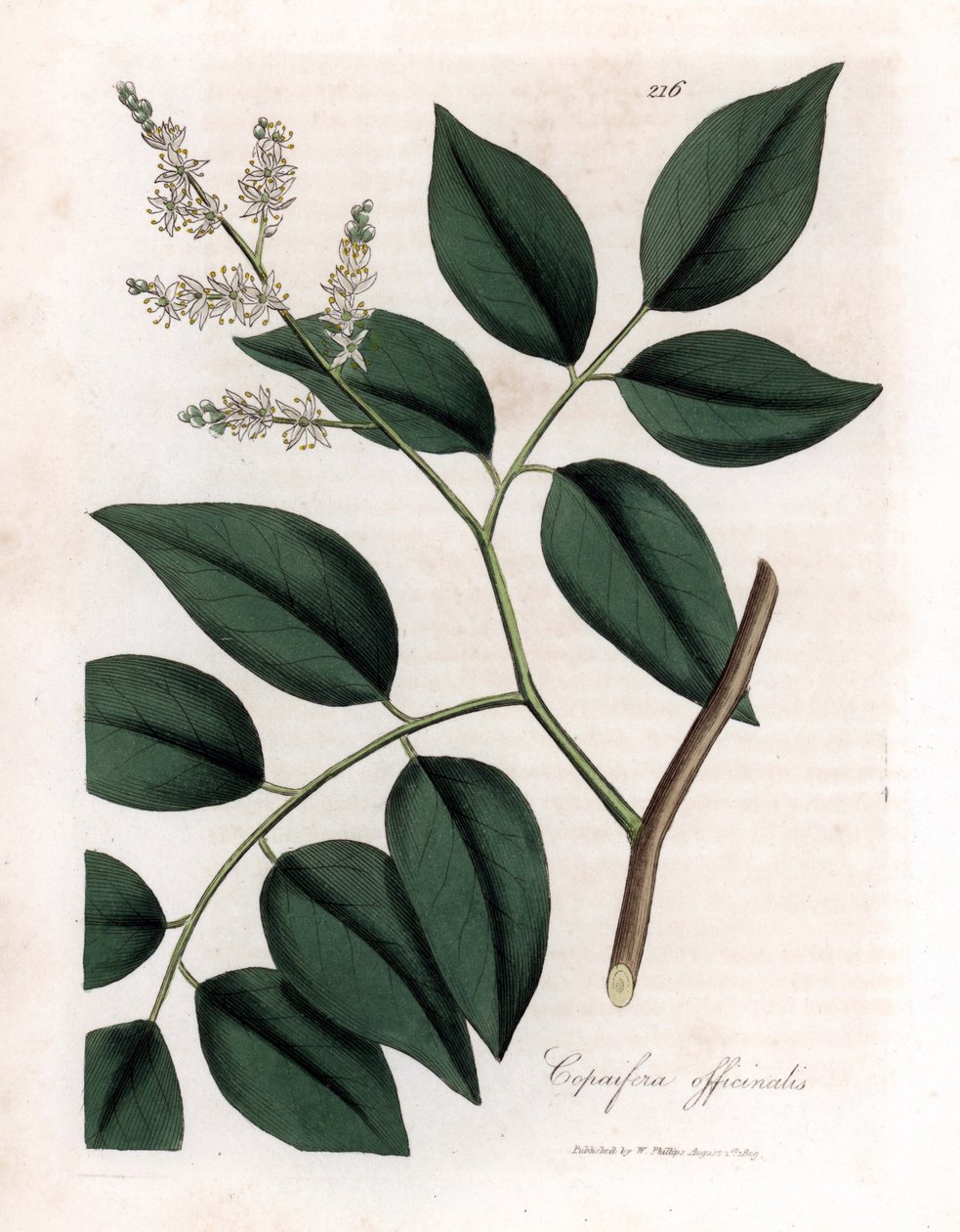 Copaier - Bálsamo de Copaiva, Copaifera officinalis. Grabado en cobre coloreado a mano a partir de una ilustración botánica de James Sowerby de "Medical Botany" de William Woodville y Sir William Jackson Hooker, John Bohn, Londres. de James Sowerby