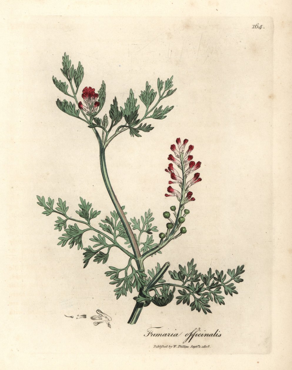 Fumaria de flor carmesí, Fumaria officinalis de James Sowerby
