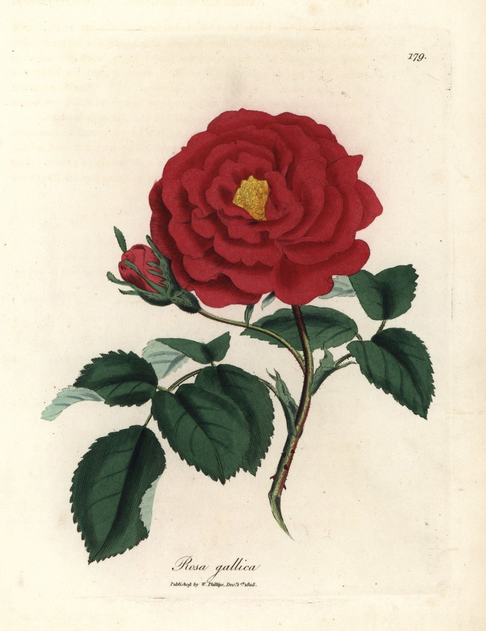 Rosa oficinal carmesí, Rosa gallica de James Sowerby