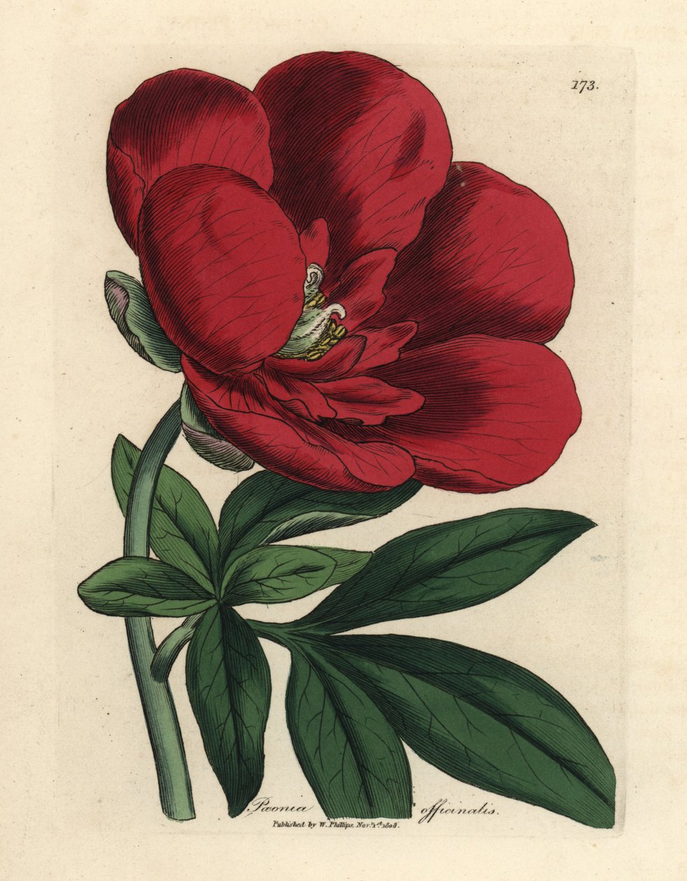 Peonía carmesí, Paeonia officinalis de James Sowerby