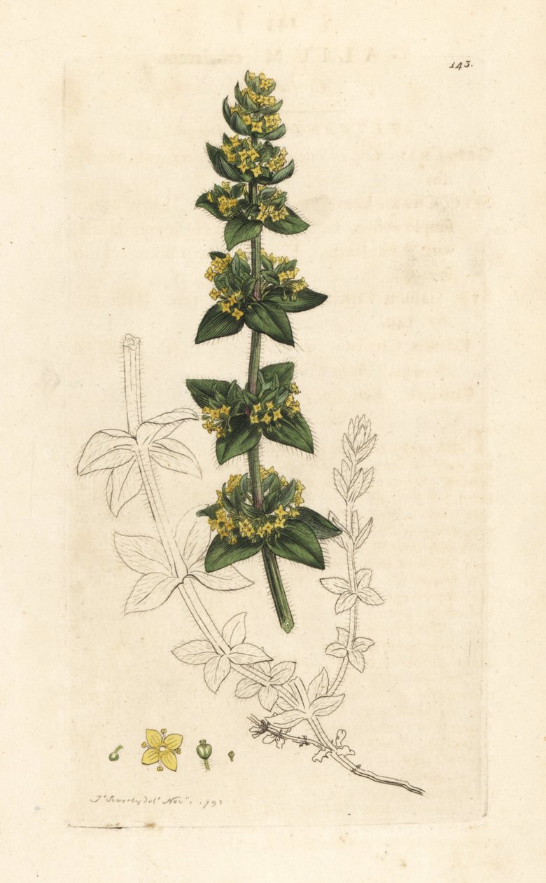 Cruciata laevipes (Galium cruciatum). Grabado en cobre coloreado a mano según una ilustración de James Sowerby de James Smith